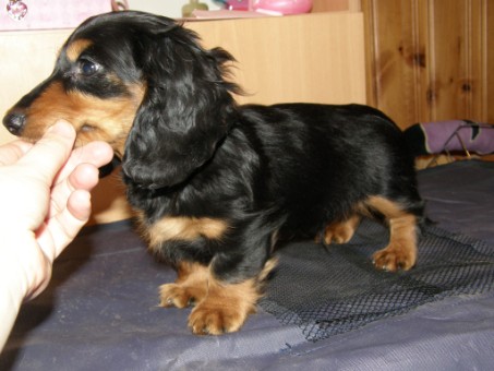 long haired dachshund black and tan. Long haired miniature
